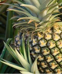 Fast Growing Trees Florida Special Pineapple See All Fruit Trees