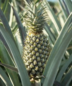 Fast Growing Trees Florida Special Pineapple See All Fruit Trees