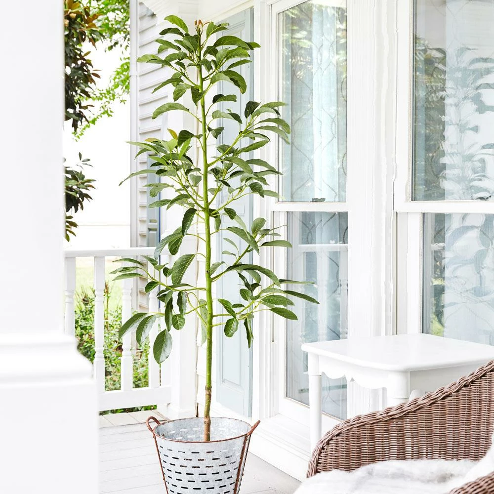 Fast Growing Trees Avocado Trees Cold Hardy Avocado Tree 7 Fast Growing Trees Avocado Trees Cold Hardy Avocado Tree