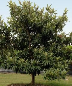 Fast Growing Trees Avocado Trees Cold Hardy Avocado Tree 15 Fast Growing Trees Avocado Trees Cold Hardy Avocado Tree