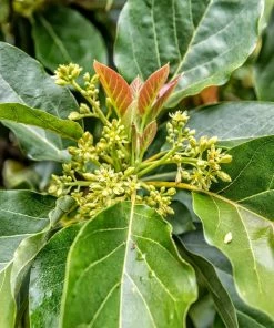 Fast Growing Trees Avocado Trees Cold Hardy Avocado Tree 16 Fast Growing Trees Avocado Trees Cold Hardy Avocado Tree