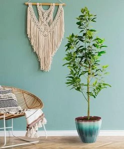 Fast Growing Trees Avocado Trees Cold Hardy Avocado Tree