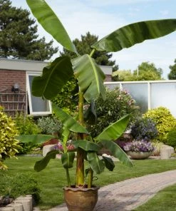 Fast Growing Trees Banana Trees Cold Hardy Banana Tree 13 Fast Growing Trees Banana Trees Cold Hardy Banana Tree