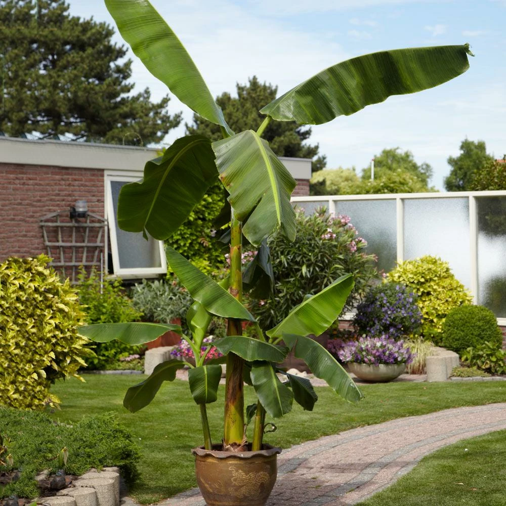 Fast Growing Trees Banana Trees Cold Hardy Banana Tree 7 Fast Growing Trees Banana Trees Cold Hardy Banana Tree
