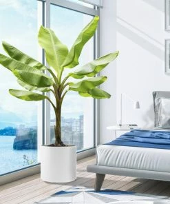 Fast Growing Trees Banana Trees Cold Hardy Banana Tree 14 Fast Growing Trees Banana Trees Cold Hardy Banana Tree