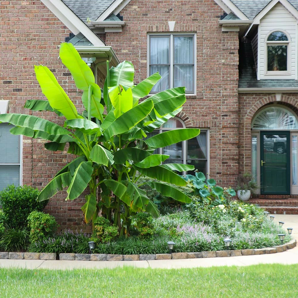 Fast Growing Trees Banana Trees Cold Hardy Banana Tree 6 Fast Growing Trees Banana Trees Cold Hardy Banana Tree