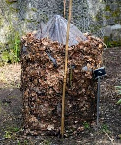 Fast Growing Trees Banana Trees Cold Hardy Banana Tree 15 Fast Growing Trees Banana Trees Cold Hardy Banana Tree