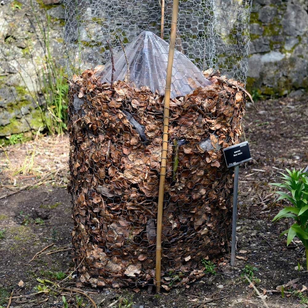 Fast Growing Trees Banana Trees Cold Hardy Banana Tree 9 Fast Growing Trees Banana Trees Cold Hardy Banana Tree