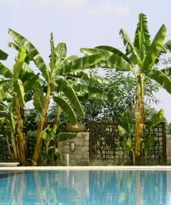 Fast Growing Trees Banana Trees Cold Hardy Banana Tree