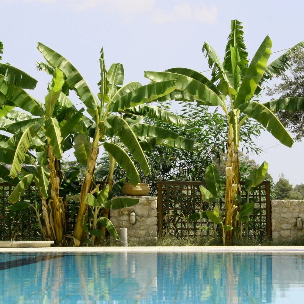 Fast Growing Trees Banana Trees Cold Hardy Banana Tree 4 Fast Growing Trees Banana Trees Cold Hardy Banana Tree