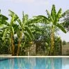 Fast Growing Trees Banana Trees Cold Hardy Banana Tree 2 Fast Growing Trees Banana Trees Cold Hardy Banana Tree
