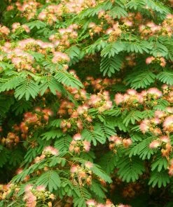 Fast Growing Trees Pink Flowers Cold Hardy Mimosa Tree
