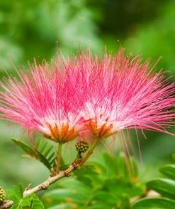 Fast Growing Trees Pink Flowers Cold Hardy Mimosa Tree