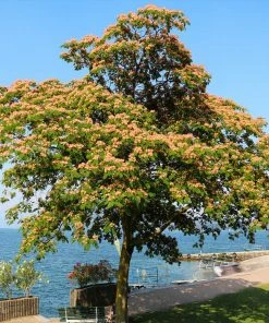 Fast Growing Trees Pink Flowers Cold Hardy Mimosa Tree