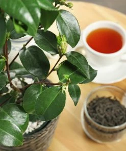 Fast Growing Trees Cold Hardy Tea Plant - USDA Organic See All Shrubs & Hedges