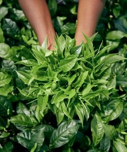 Fast Growing Trees Cold Hardy Tea Plant - USDA Organic See All Shrubs & Hedges