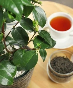 Fast Growing Trees Cold Hardy Tea Plant