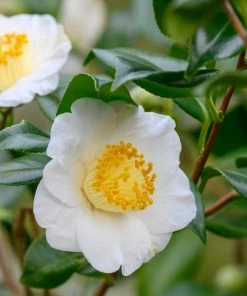 Fast Growing Trees Cold Hardy Tea Plant