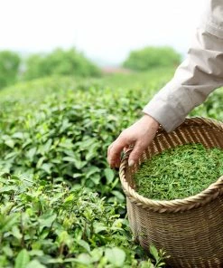 Fast Growing Trees Cold Hardy Tea Plant