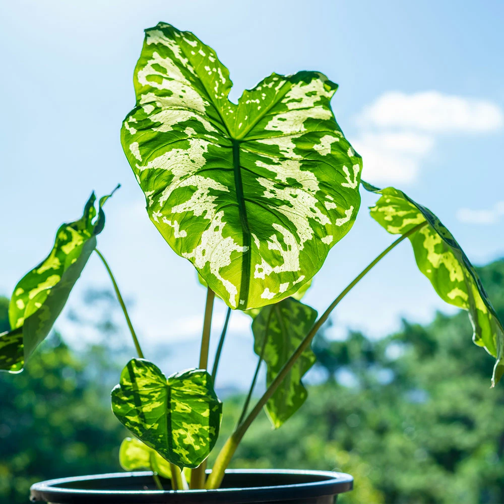 Fast Growing Trees Air Purifying House Plants Colocasia 'Hilo Beauty' 5 Fast Growing Trees Air Purifying House Plants Colocasia 'Hilo Beauty'