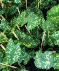 Fast Growing Trees Air Purifying House Plants Colocasia 'Hilo Beauty' 9 Fast Growing Trees Air Purifying House Plants Colocasia 'Hilo Beauty'