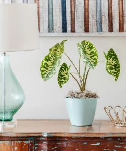Fast Growing Trees Air Purifying House Plants Colocasia 'Hilo Beauty'