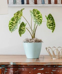 Fast Growing Trees Air Purifying House Plants Colocasia 'Hilo Beauty'