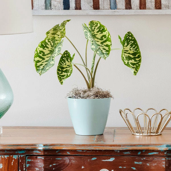 Fast Growing Trees Air Purifying House Plants Colocasia 'Hilo Beauty' 3 Fast Growing Trees Air Purifying House Plants Colocasia 'Hilo Beauty'