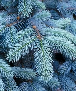 Fast Growing Trees Colorado Blue Spruce Tree