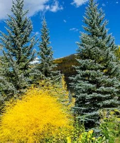 Fast Growing Trees Colorado Blue Spruce Tree