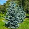 Fast Growing Trees Colorado Blue Spruce Tree 1 Fast Growing Trees Colorado Blue Spruce Tree