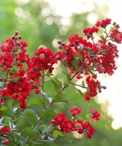 Fast Growing Trees Colorama™ Scarlet Crape Myrtle Tree