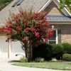Fast Growing Trees Colorama™ Scarlet Crape Myrtle Tree