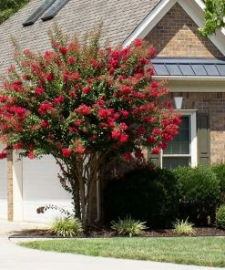 Fast Growing Trees Colorama™ Scarlet Crape Myrtle Tree