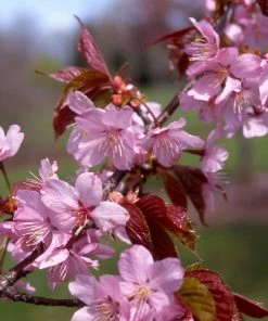 Fast Growing Trees Columnar Sargent Cherry Tree 10 Fast Growing Trees Columnar Sargent Cherry Tree