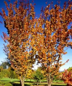 Fast Growing Trees Columnar Sargent Cherry Tree 9 Fast Growing Trees Columnar Sargent Cherry Tree