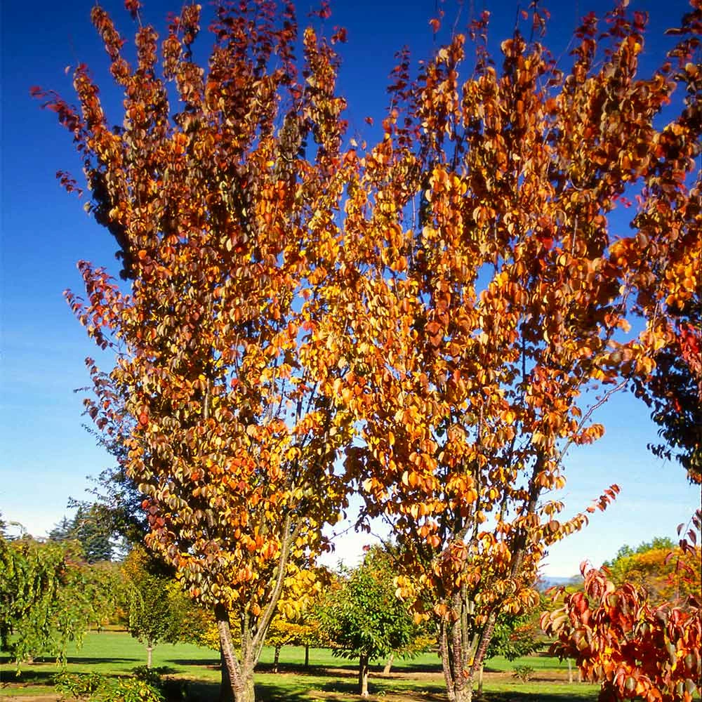 Fast Growing Trees Columnar Sargent Cherry Tree 5 Fast Growing Trees Columnar Sargent Cherry Tree