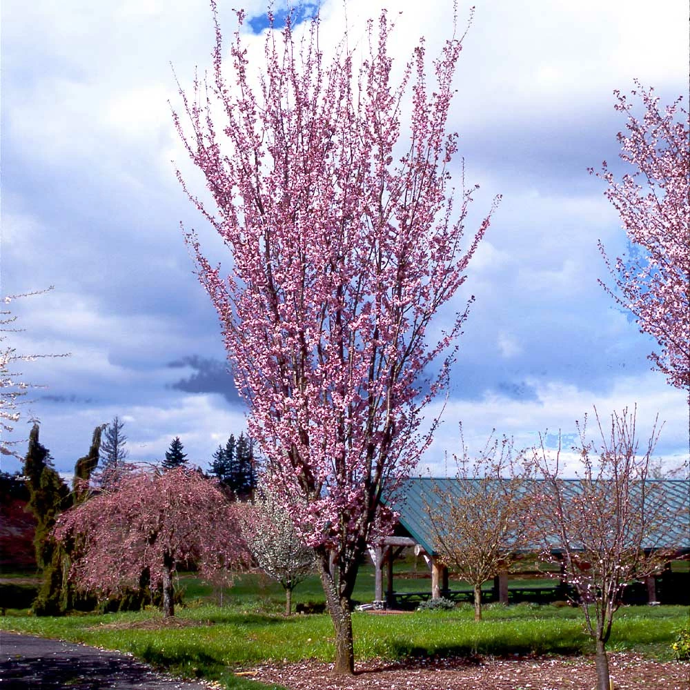 Fast Growing Trees Columnar Sargent Cherry Tree 7 Fast Growing Trees Columnar Sargent Cherry Tree