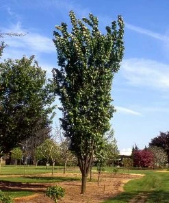 Fast Growing Trees Columnar Sargent Cherry Tree