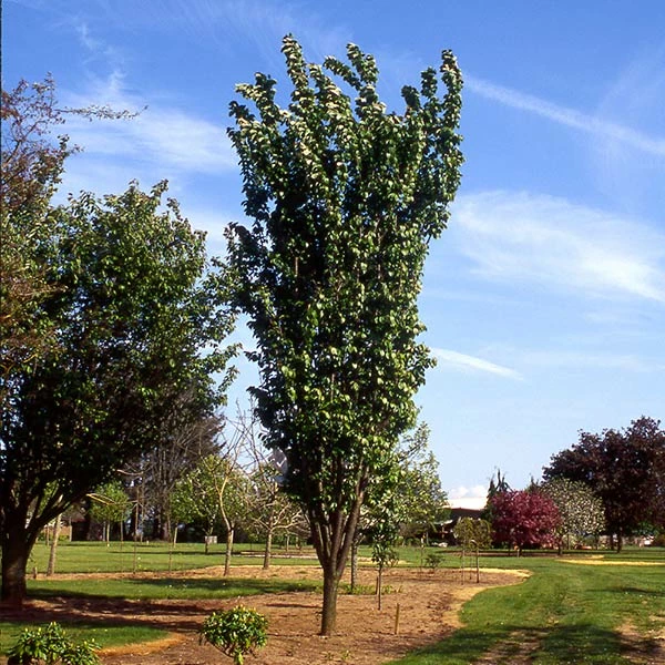 Fast Growing Trees Columnar Sargent Cherry Tree 3 Fast Growing Trees Columnar Sargent Cherry Tree
