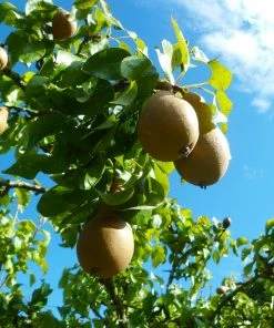 Fast Growing Trees Comice Pear Tree Pear Trees