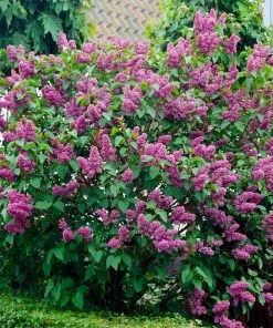 Fast Growing Trees Common Purple Lilac