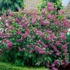 Fast Growing Trees Common Purple Lilac