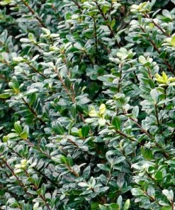 Fast Growing Trees Holly Trees Compacta Japanese Holly Shrub