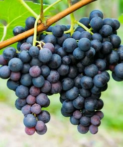 Fast Growing Trees Grape Vines Concord Grape
