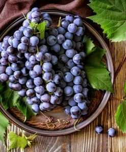 Fast Growing Trees Grape Vines Concord Grape