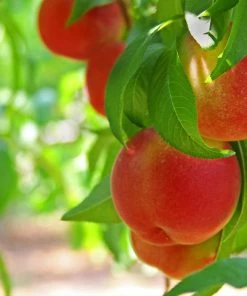 Fast Growing Trees Peach Trees Contender Peach Tree