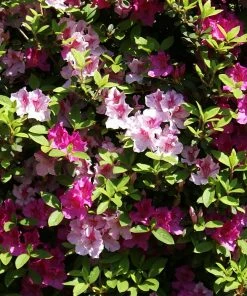 Fast Growing Trees Azalea Shrubs Conversation Piece Azalea 9 Fast Growing Trees Azalea Shrubs Conversation Piece Azalea