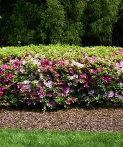 Fast Growing Trees Azalea Shrubs Conversation Piece Azalea 8 Fast Growing Trees Azalea Shrubs Conversation Piece Azalea