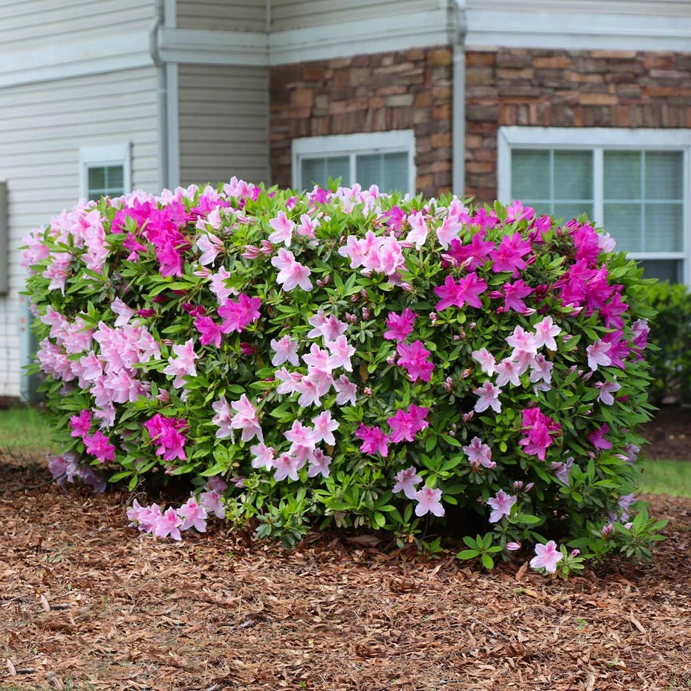 Fast Growing Trees Azalea Shrubs Conversation Piece Azalea 4 Fast Growing Trees Azalea Shrubs Conversation Piece Azalea